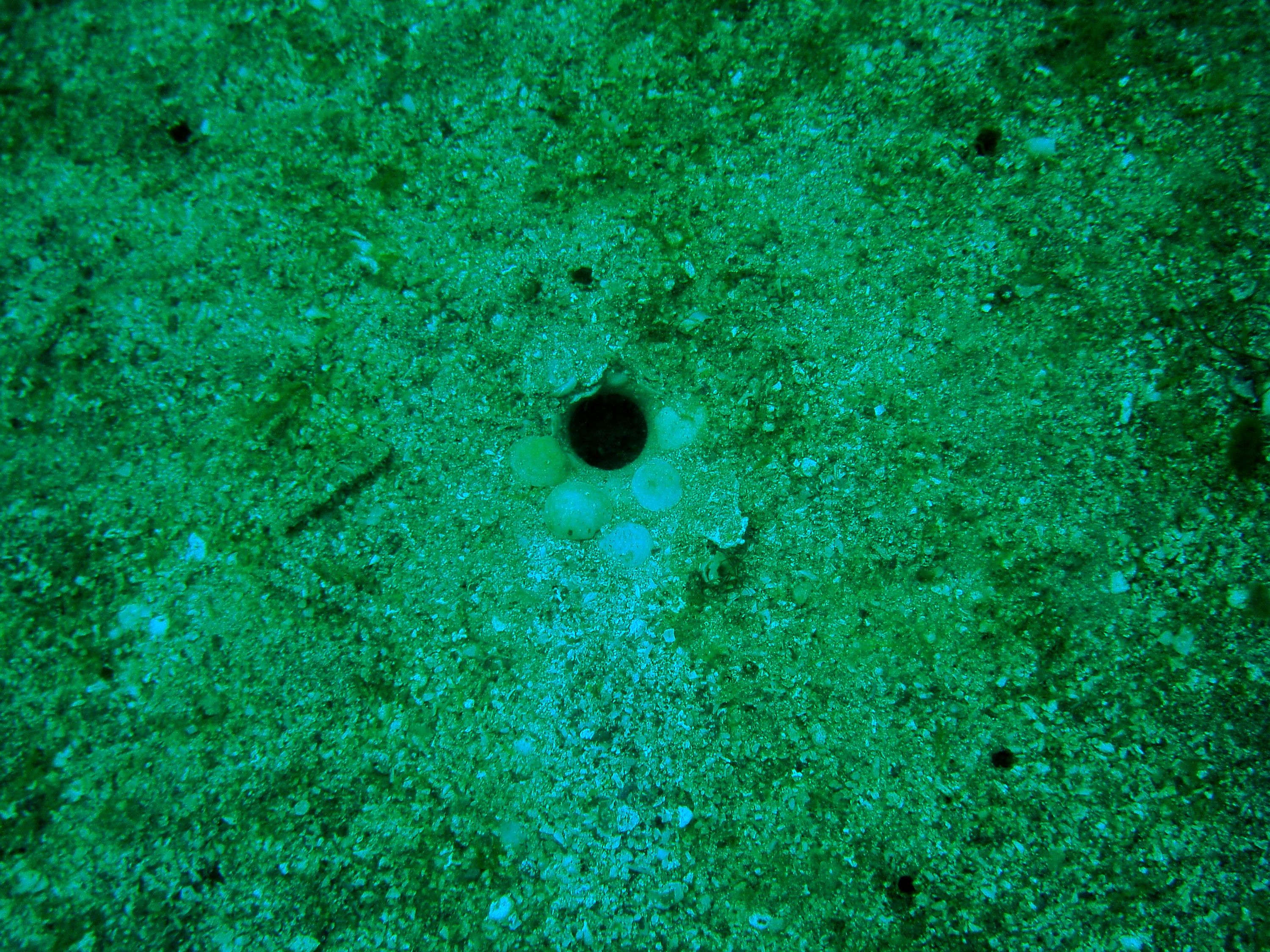 Mantis Shrimp home.