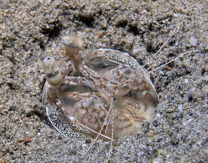 Mantis Shrimp in a hole