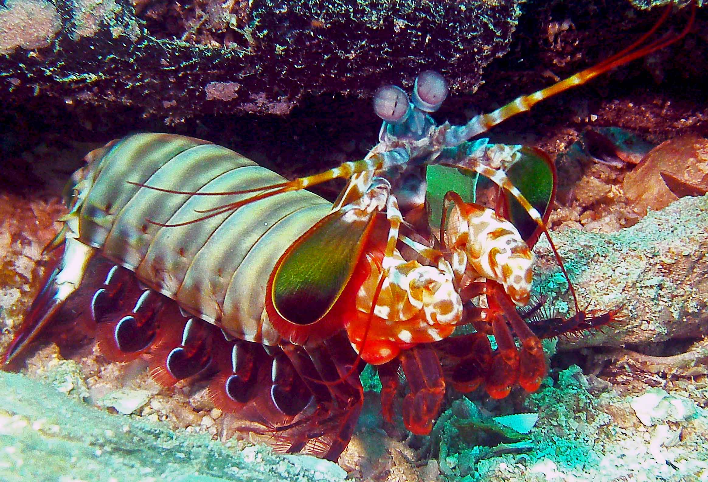 Mantis Shrimp On Stonehenge