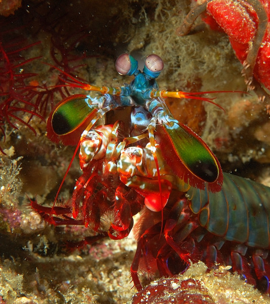 Mantis Shrimp PG, Philippines