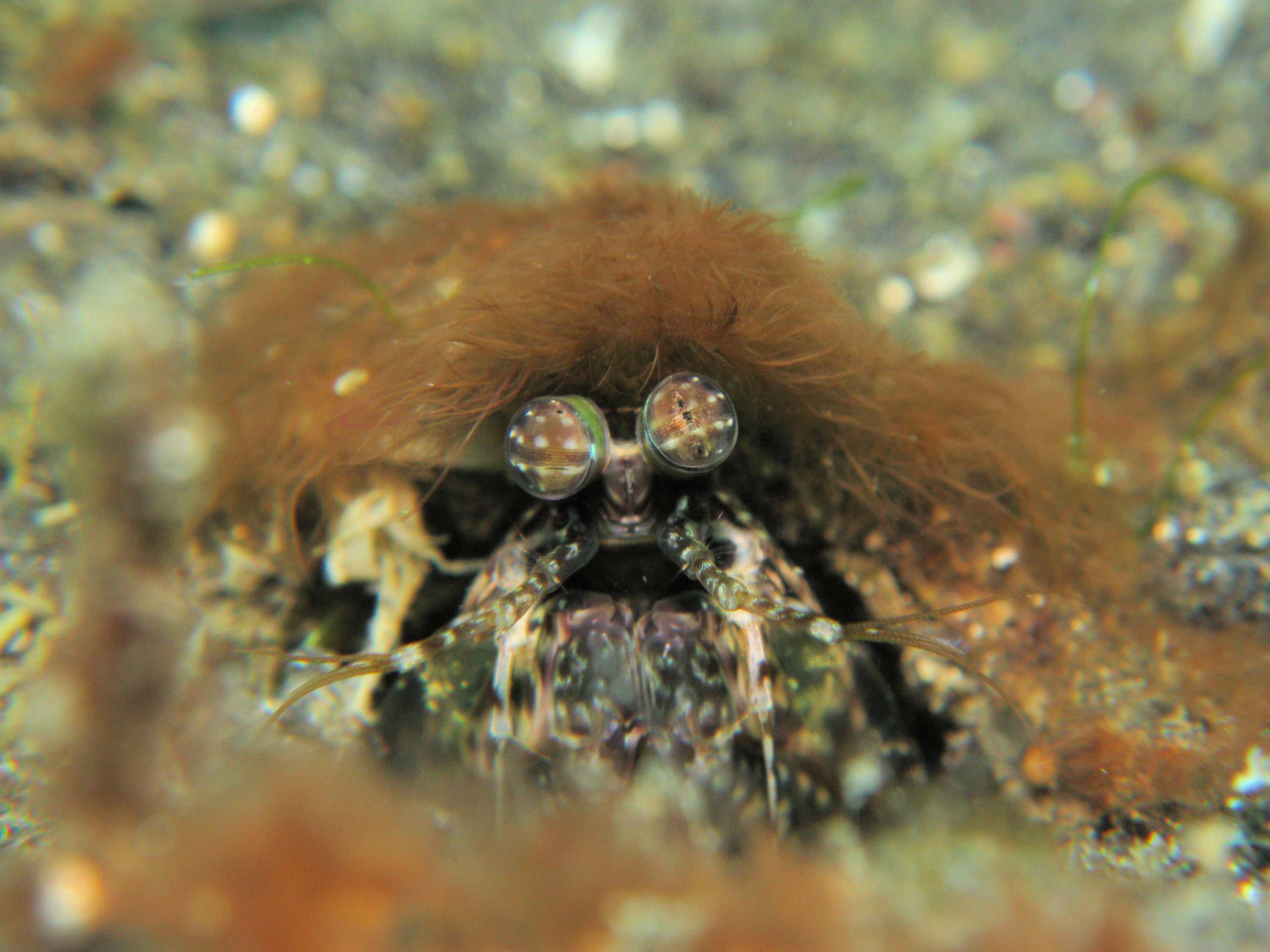 Mantis shrimp (wearing a wig)