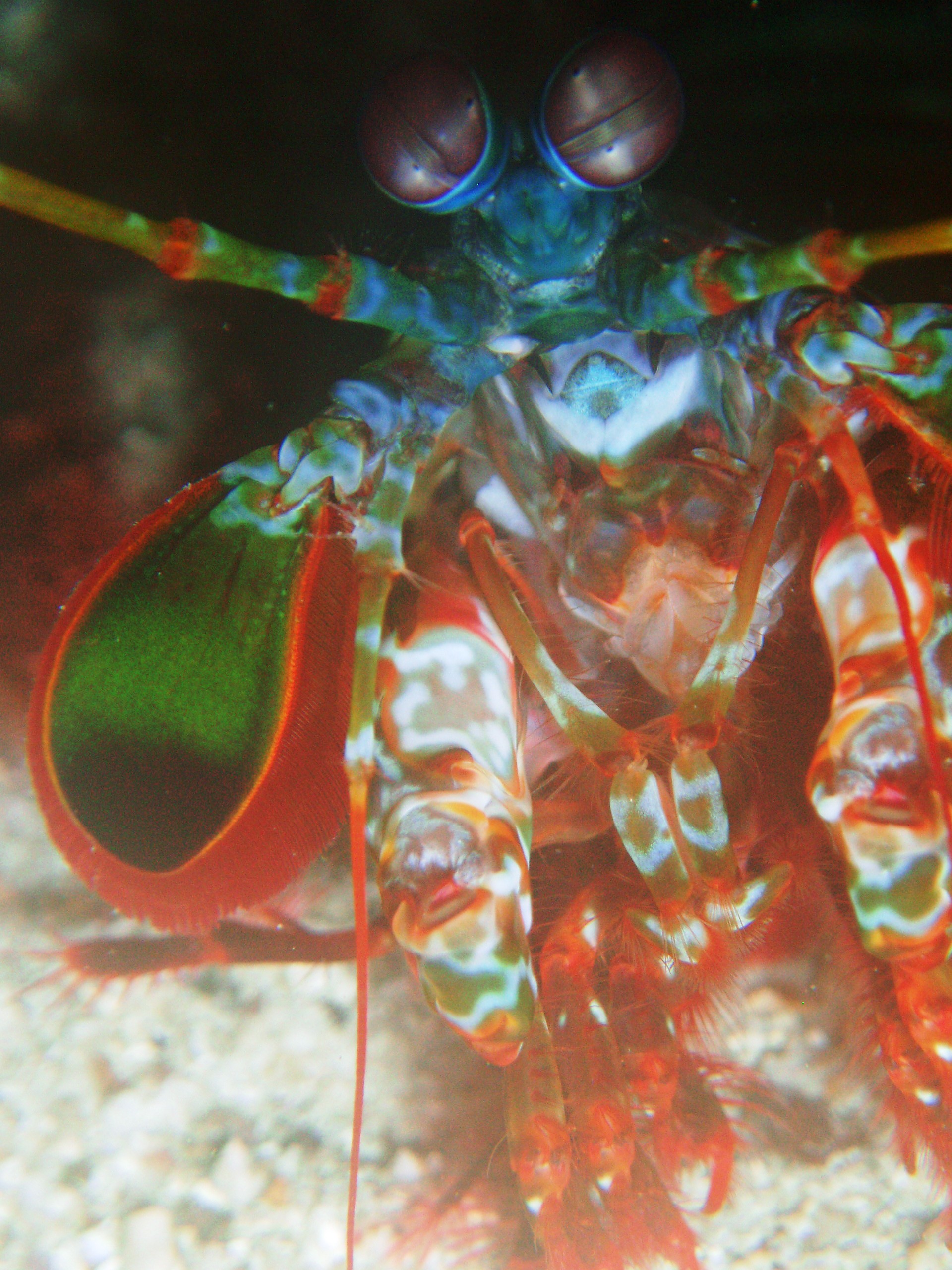 Mantis Shrimp