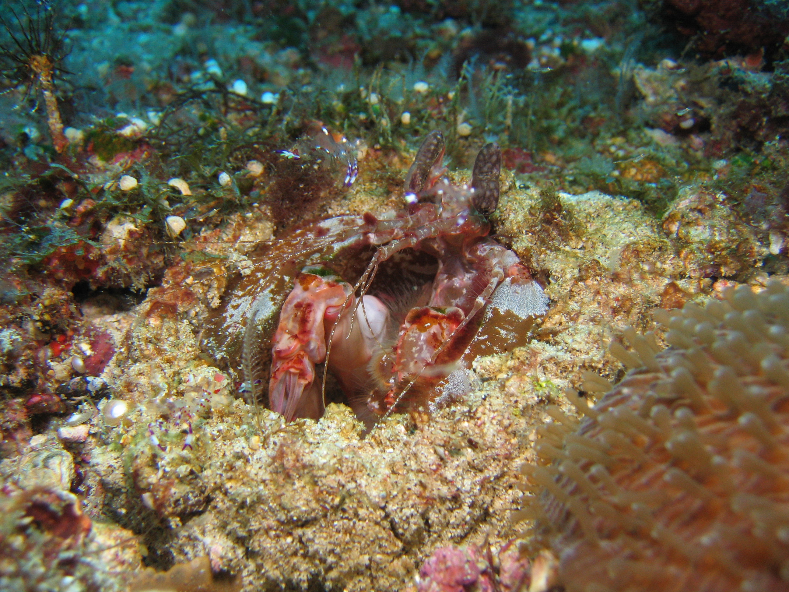 Mantis shrimp