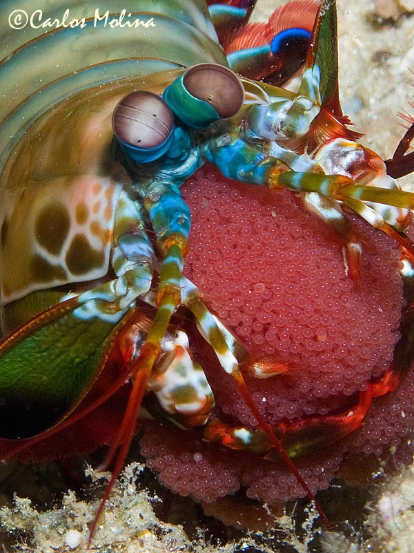 Mantis shrimp