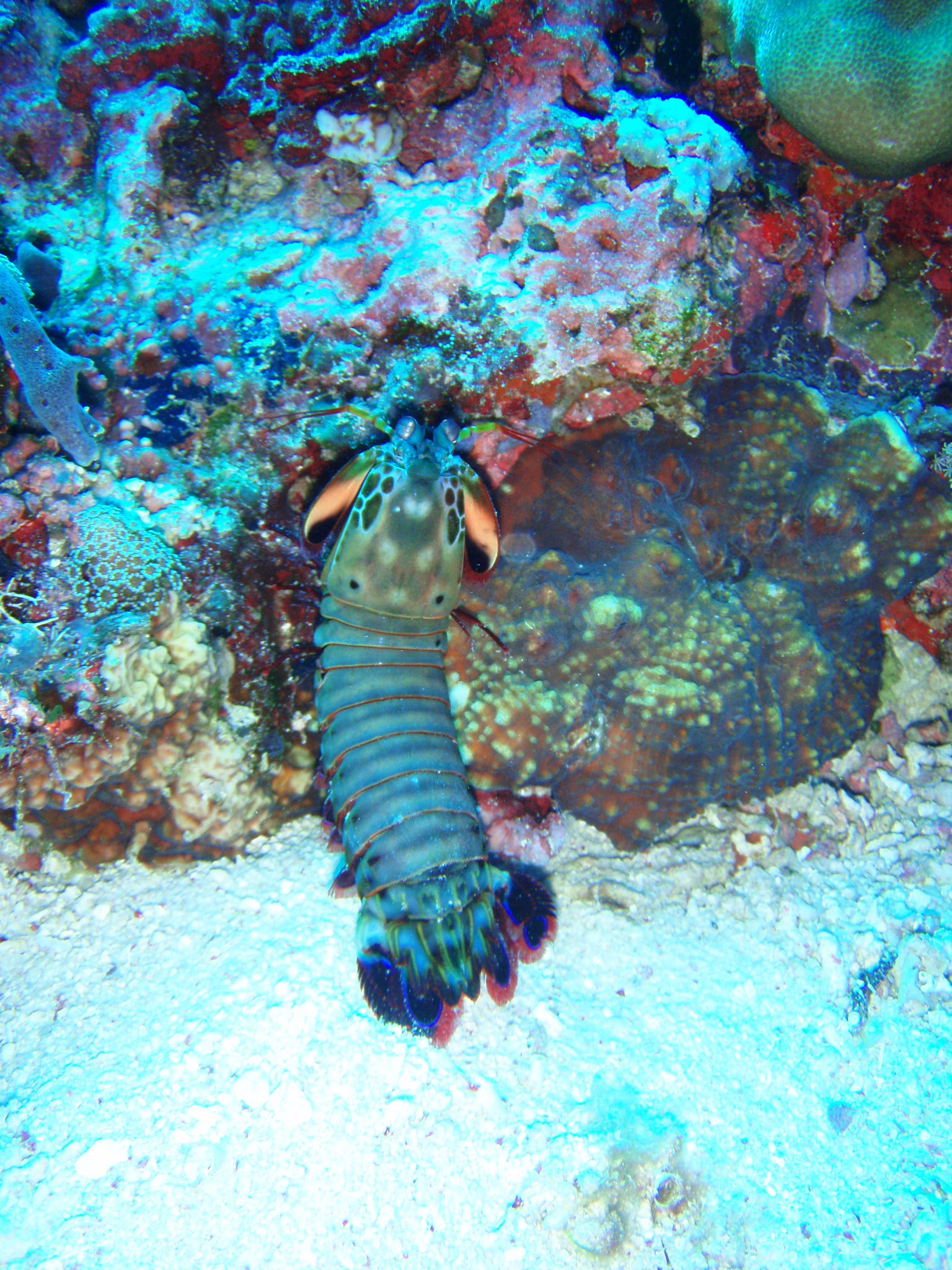 Mantis Shrimp