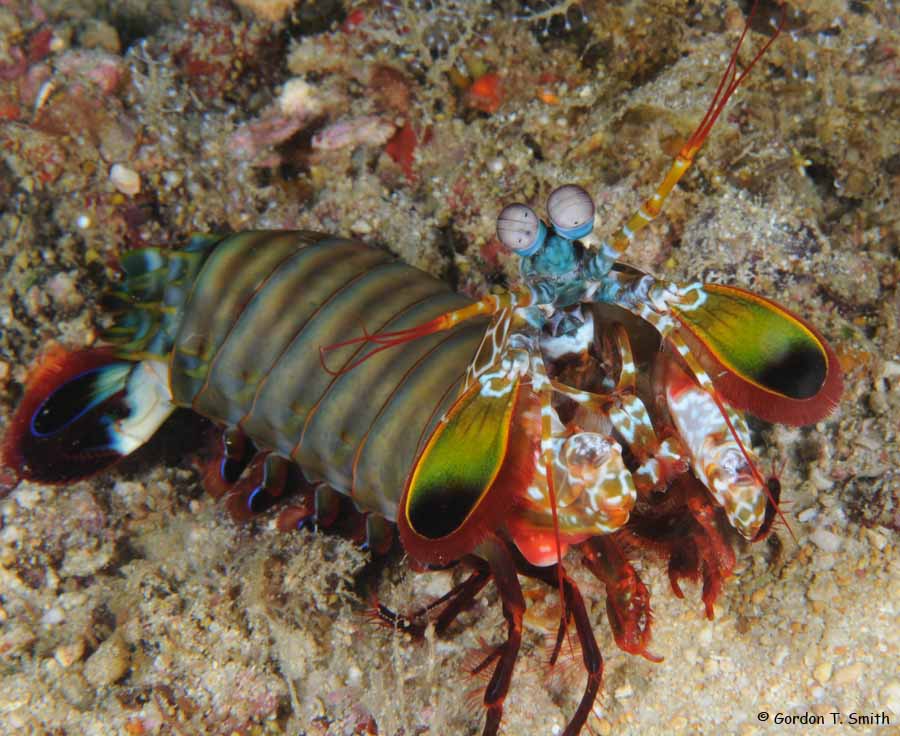 Mantis Shrimp