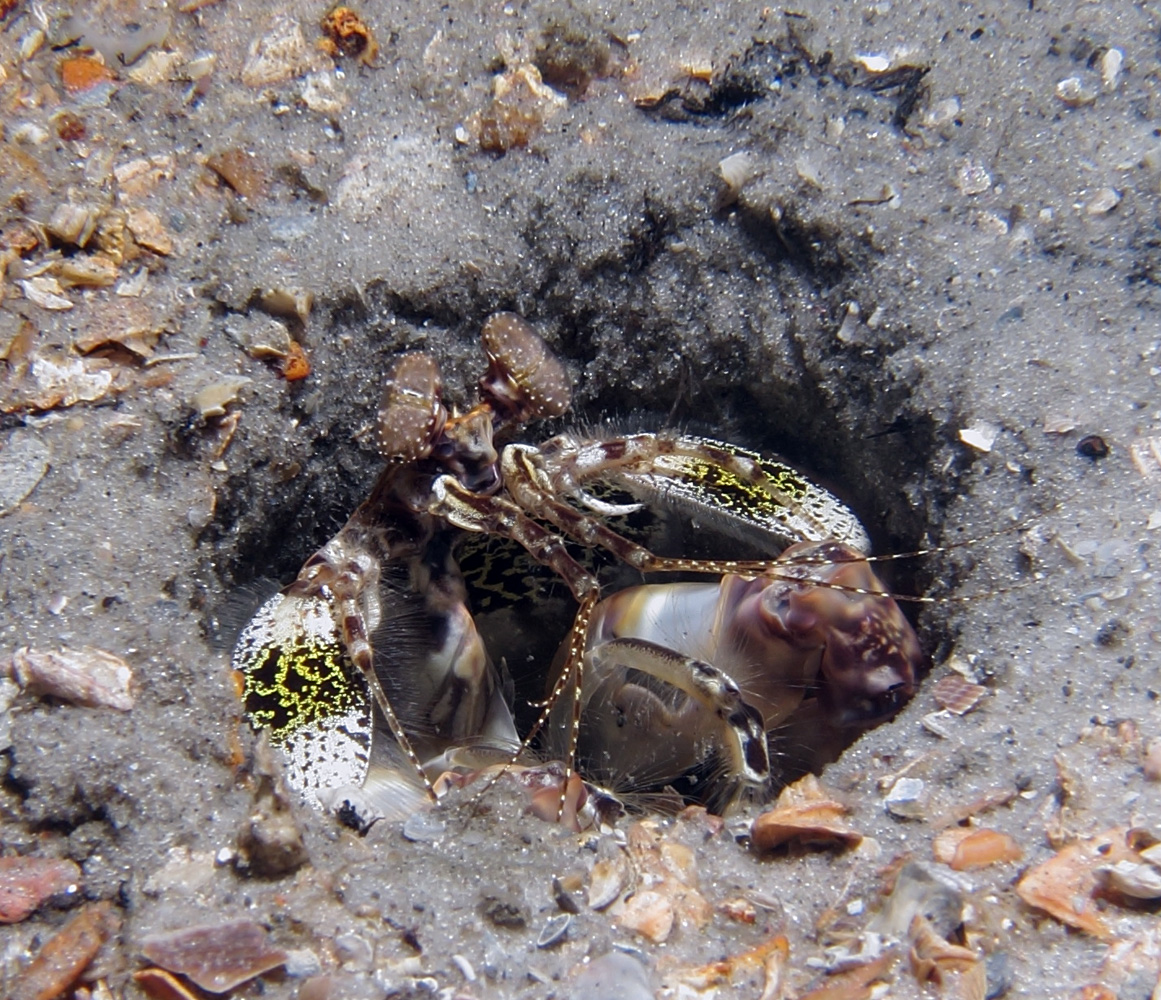 Mantis Shrimp