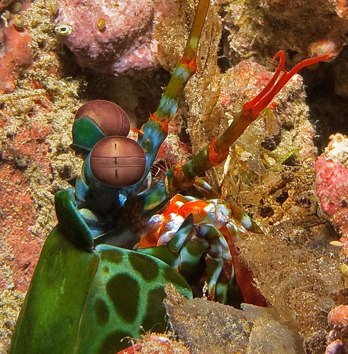 Mantis Shrimp