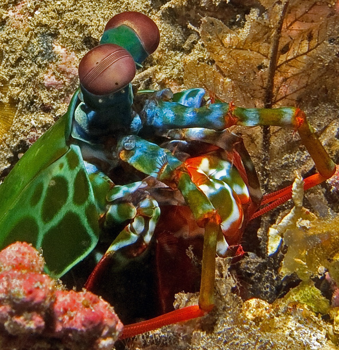 Mantis Shrimp