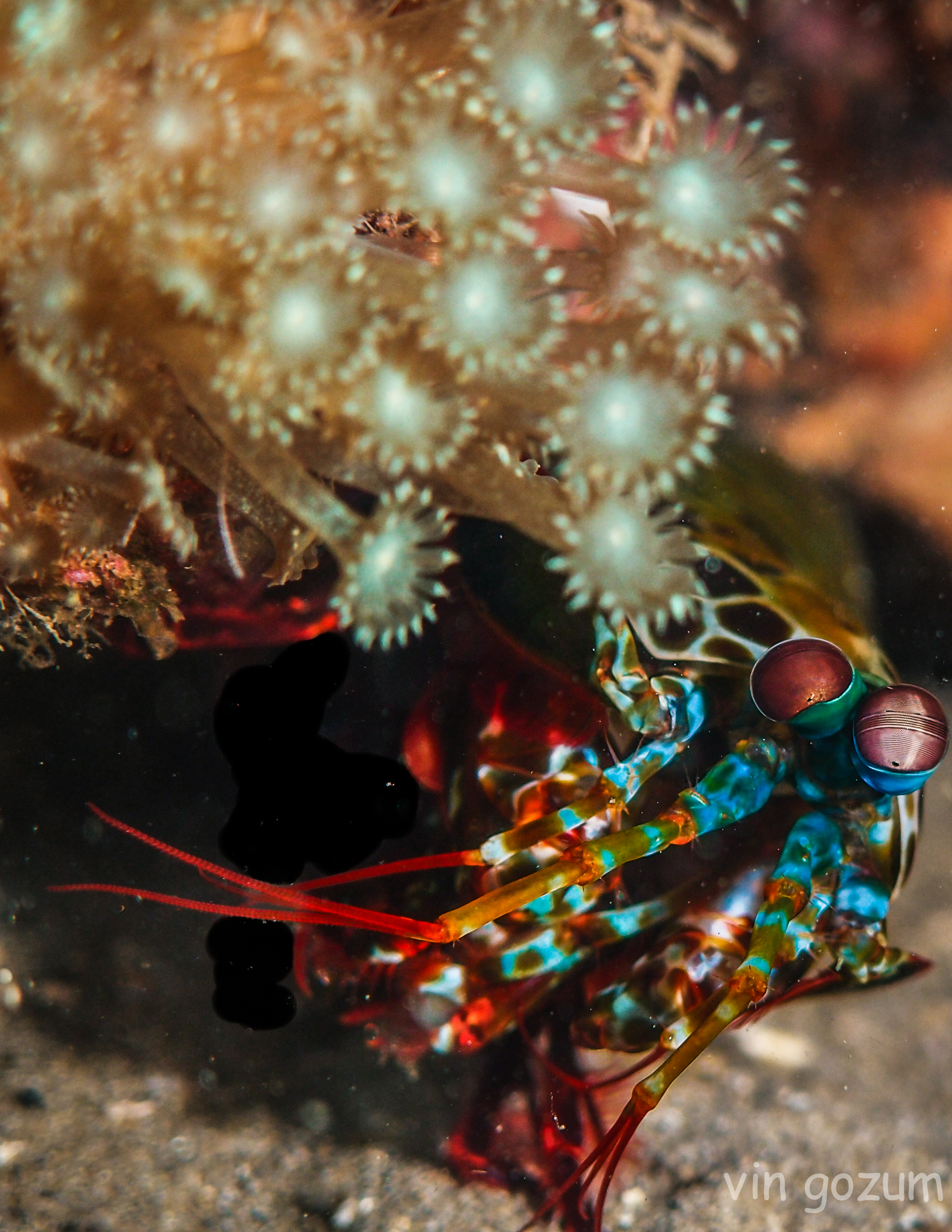 mantis shrimp