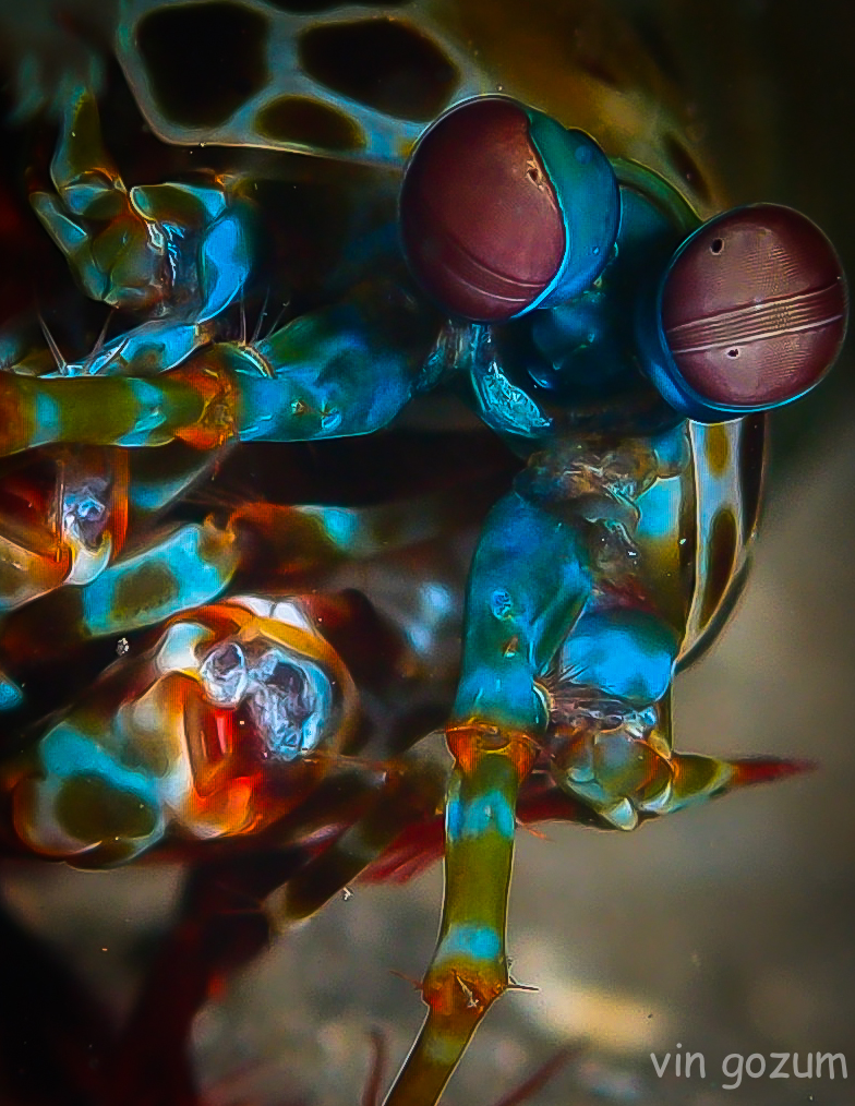 mantis shrimp