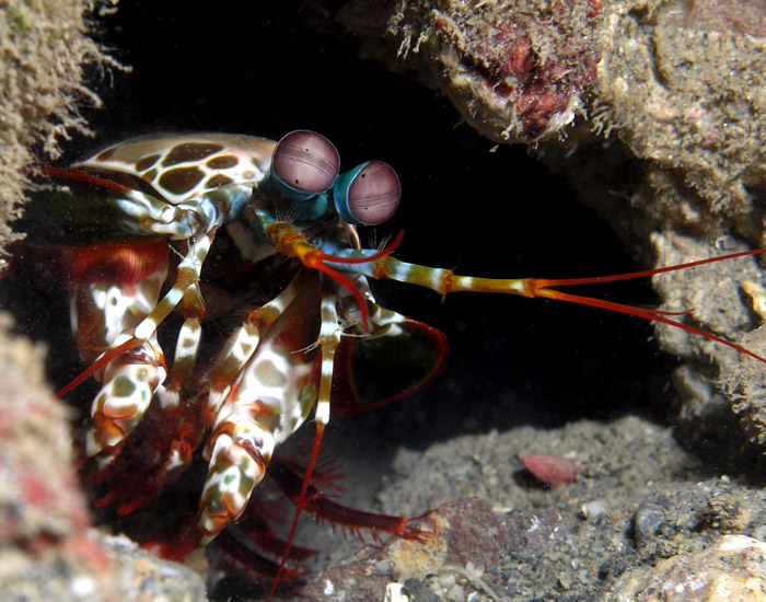 Mantis Shrimp