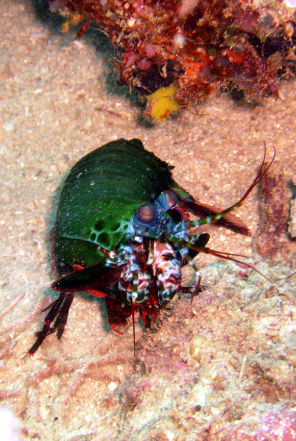 Mantis Shrimp