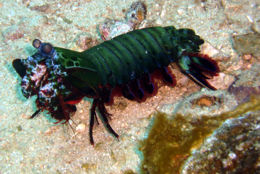 Mantis Shrimp