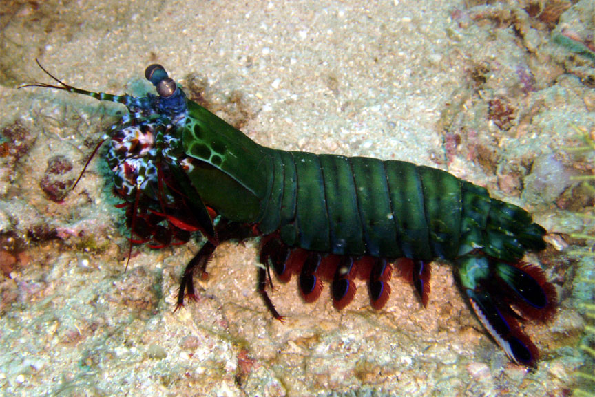 Mantis Shrimp