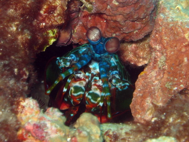 Mantis Shrimp