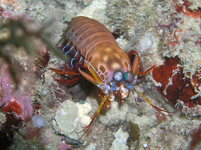 mantis shrimp