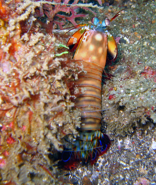 mantis shrimp