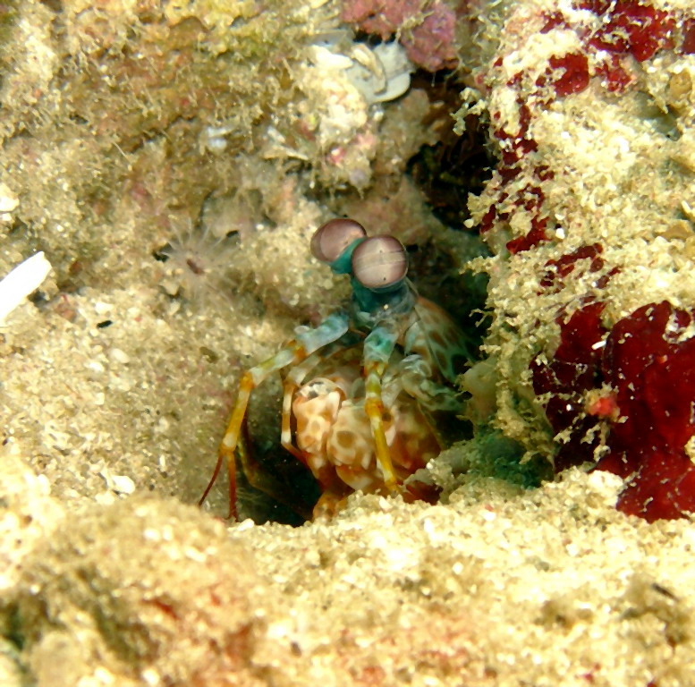 MANTIS SHRIMPS