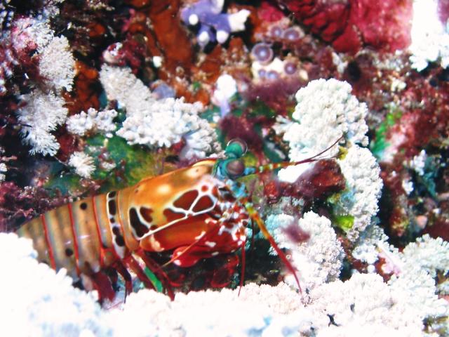 MANTIS_SHRIMP
