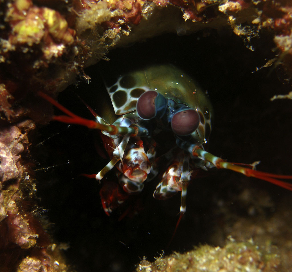 mantis_shrimp1