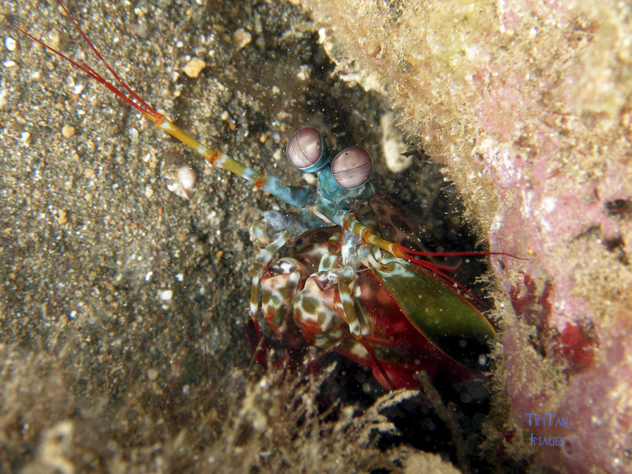 mantis_shrimp1