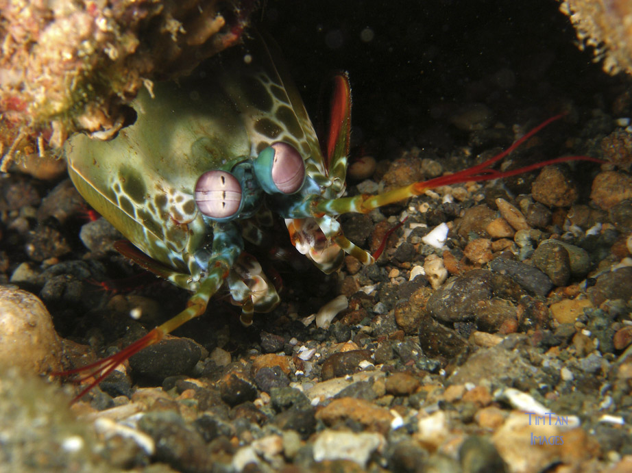 mantis_shrimp2