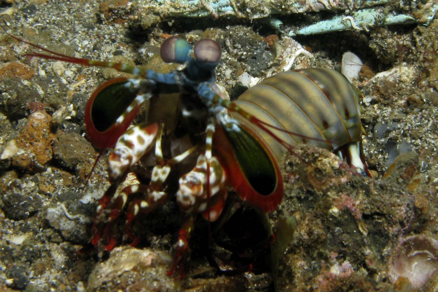 Mantis_shrimp21