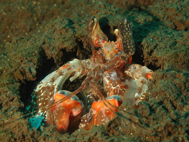 mantis_shrimp4