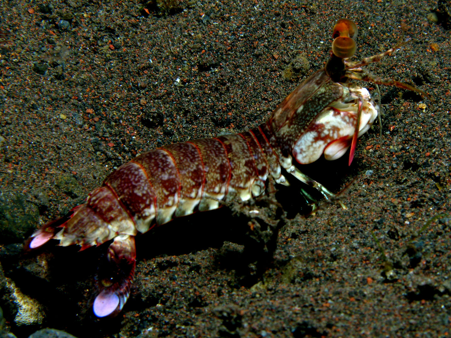 Mantis_shrimp_-_Odontodactylus_scyallarus