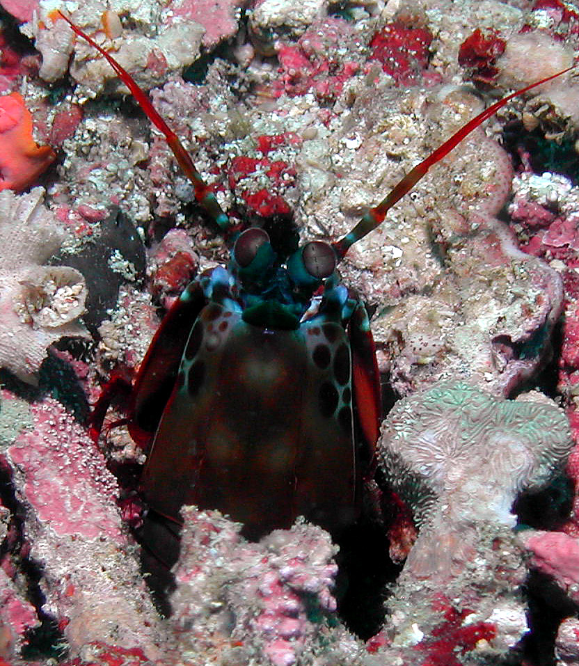 mantis_shrimp_face