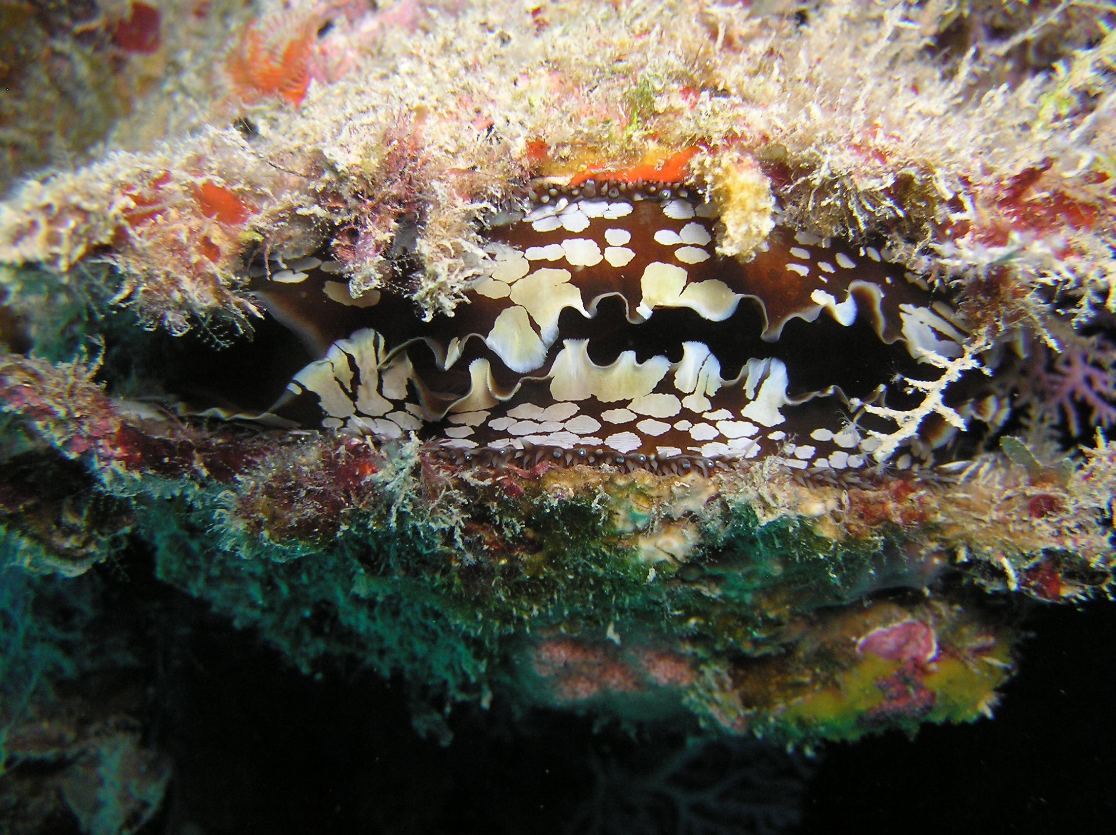 Mantle of a thorny Atlantic oyster