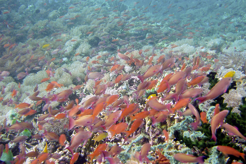 Many Small Reef Fish