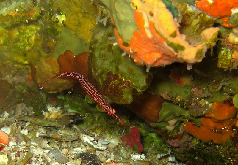 Manybanded_pipefish