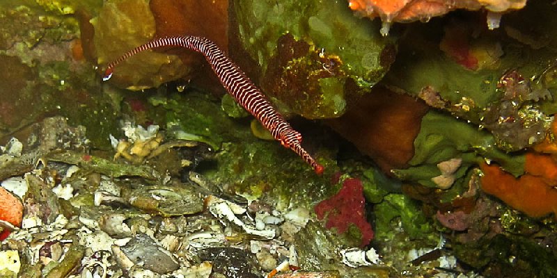 Manybanded_pipefish1