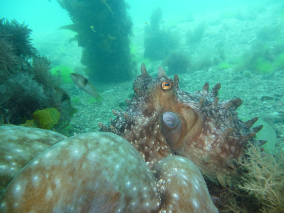 Maori Octopus (Octopus Maorum)