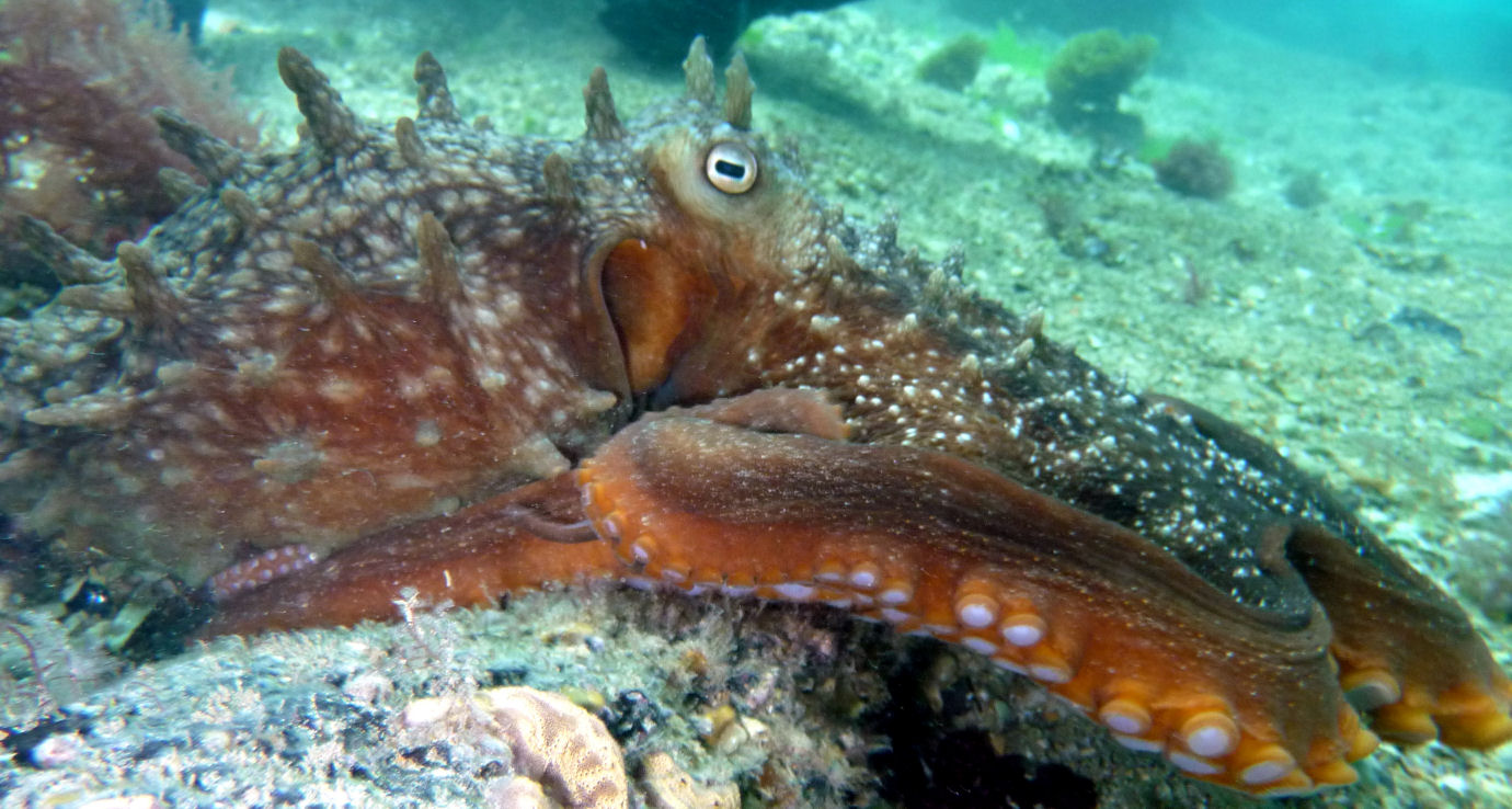 Maori Octopus (Octopus Maorum) | ScubaBoard