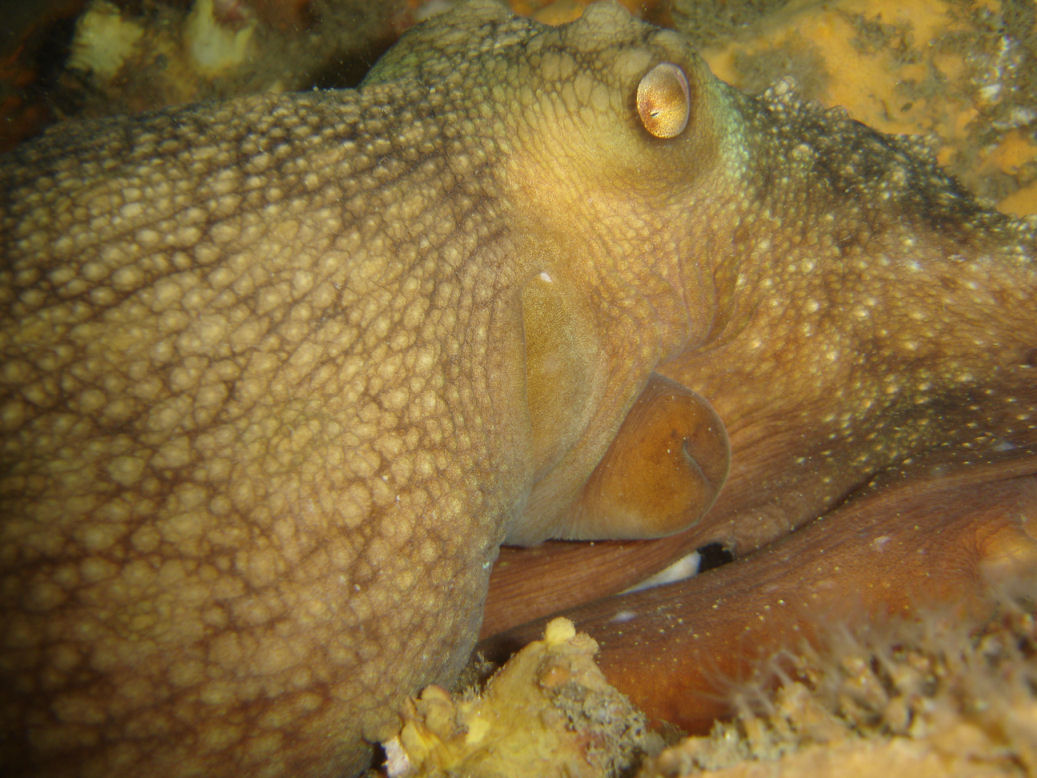 Maori octopus