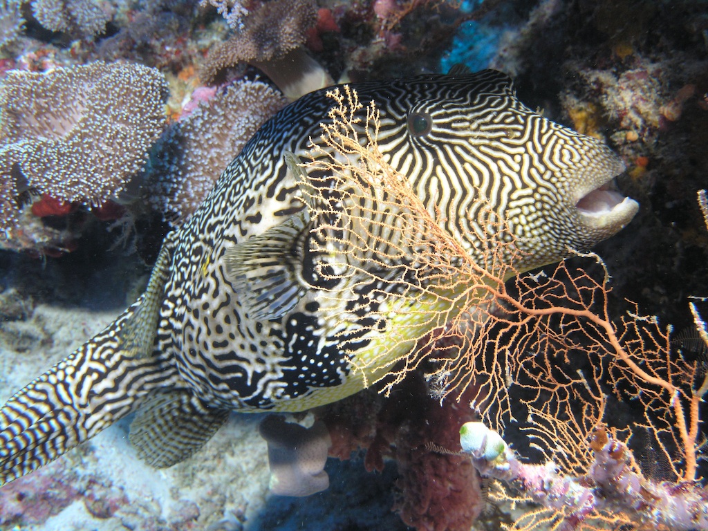 Map Puffer Fish - Scuba Diving in Sabah, Borneo