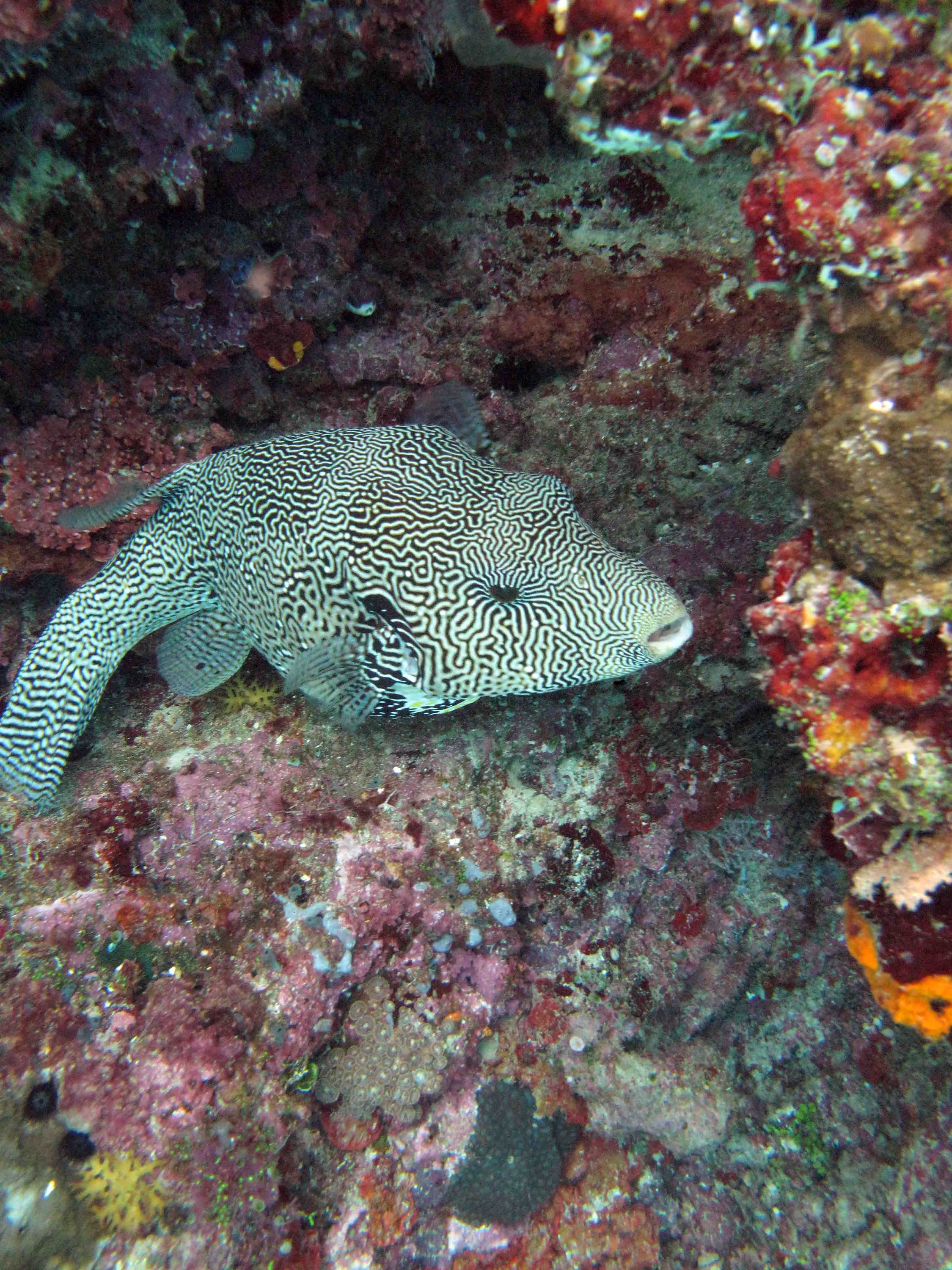 Map puffer fish