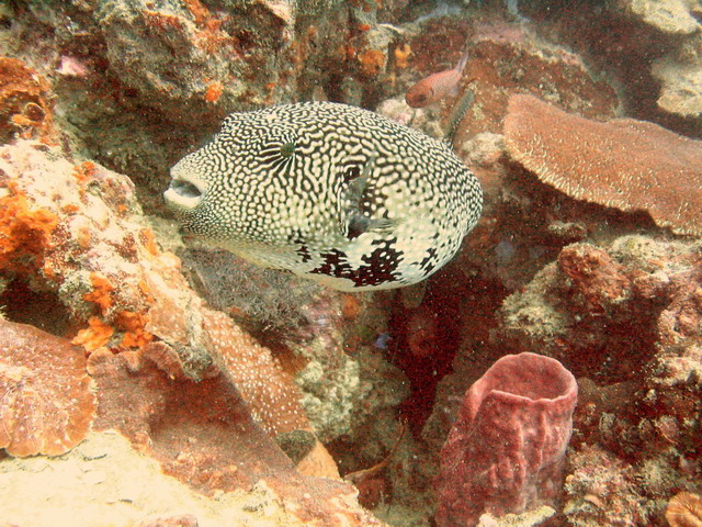 Map Pufferfish