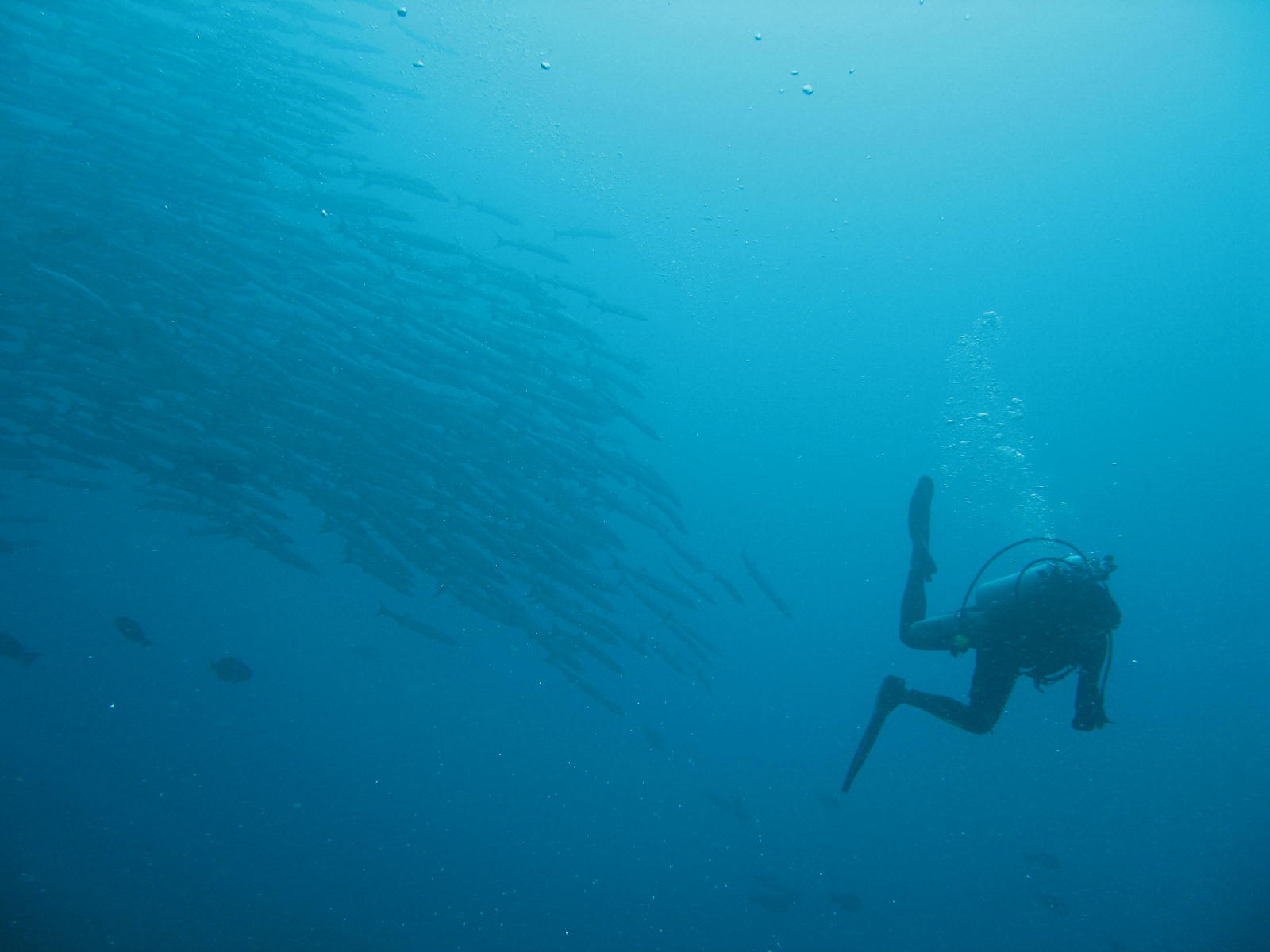 MARATUA BARRACUDA