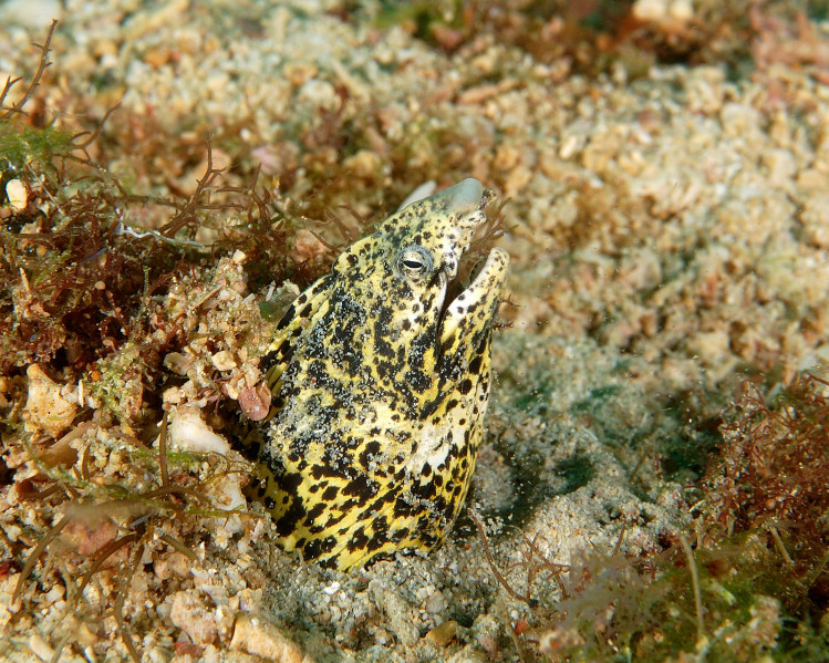Marbled Snake Eel PG, Philippines