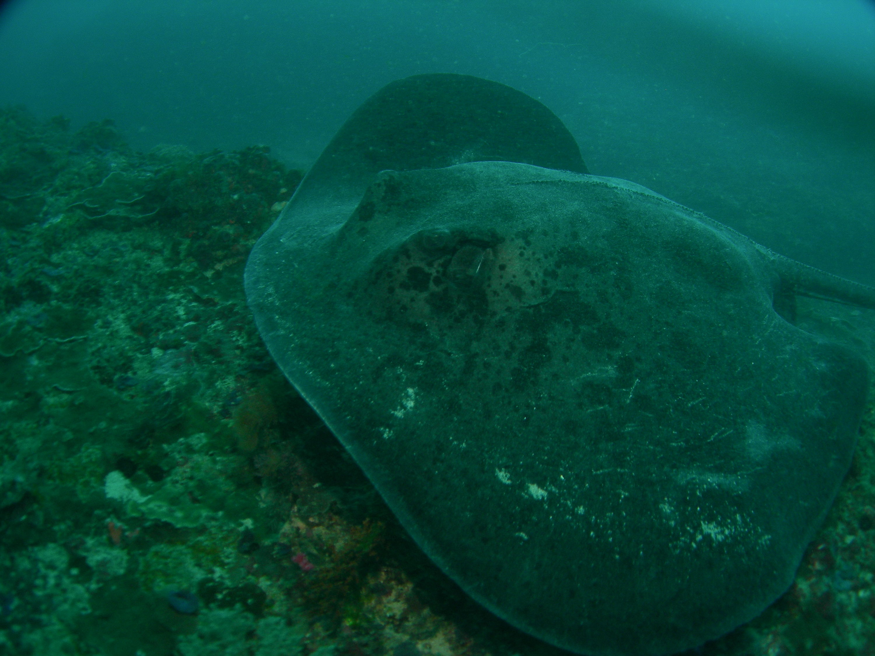 marbled stingray