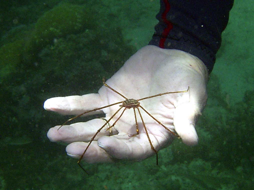 Margarita Island 2006