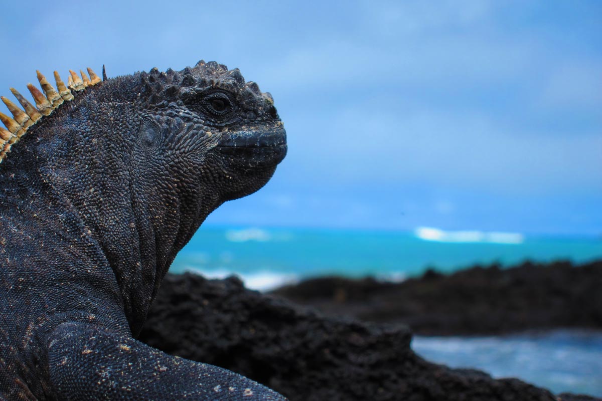 Marine iguana sunning