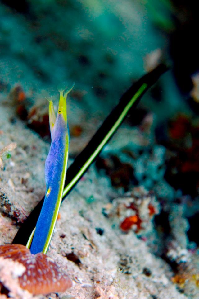 Marine Life around the Gili Islands, Indonesia