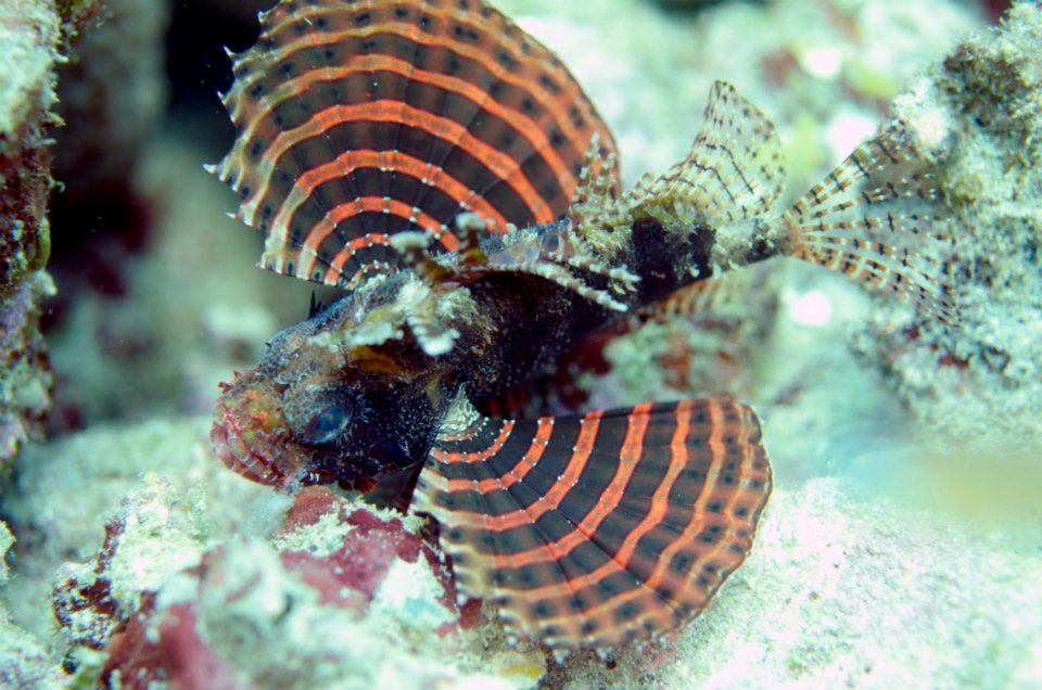 Marine Life around the Gili Islands, Indonesia