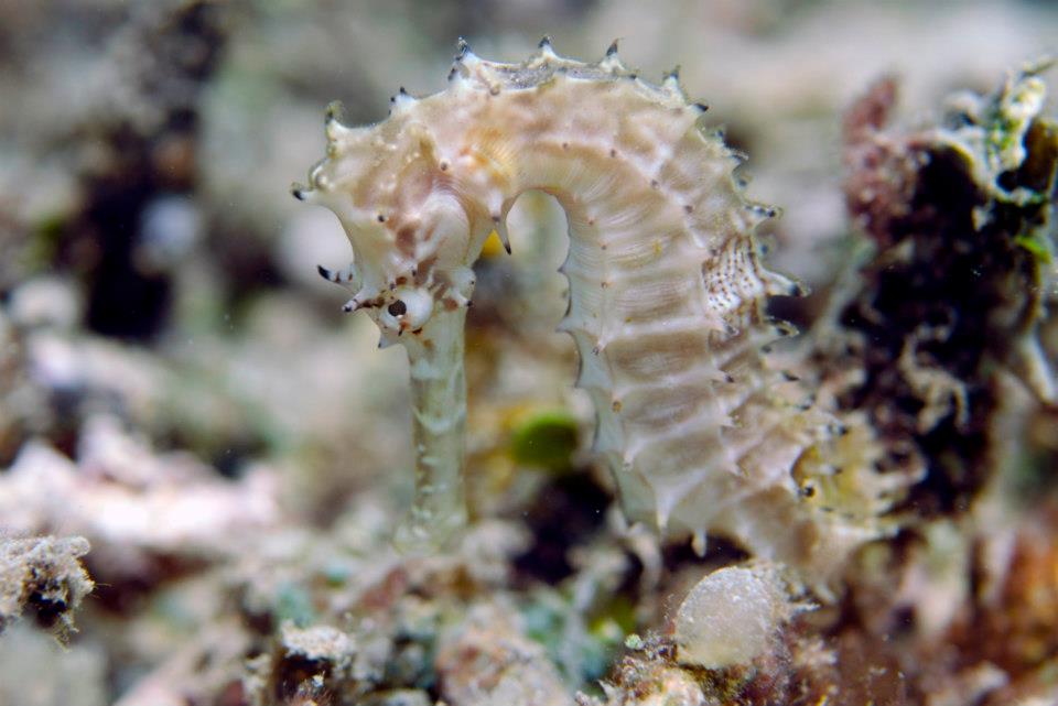 Marine Life around the Gili Islands, Indonesia