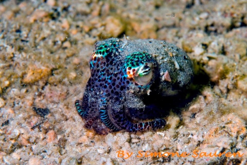 Marine Life around the Gili Islands, Indonesia